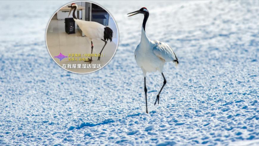 500VIP彩票APP下載,民進(jìn)黨當(dāng)局的危險(xiǎn)政策,詳細(xì)釋義解釋落實(shí)_經(jīng)典版V3.61